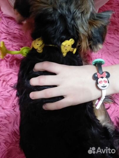 Скрепыши, бравл, прилипалы