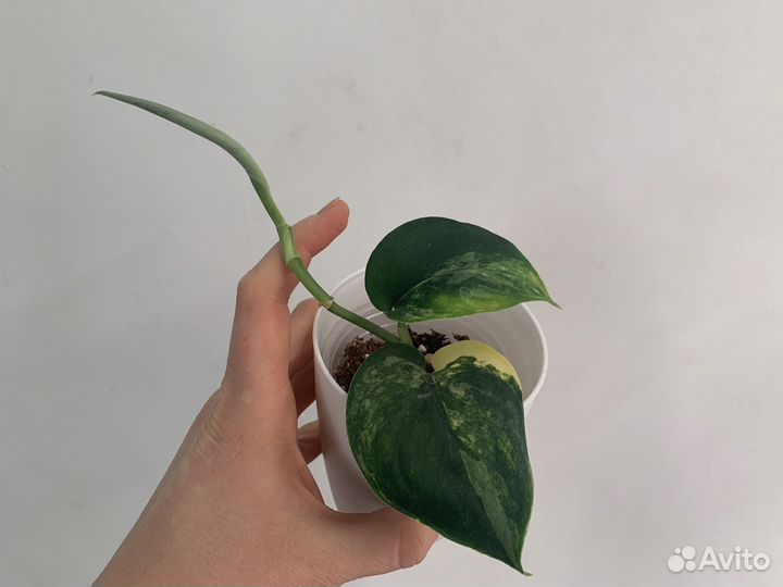 Сциндапсус жаде сатин вариегатный