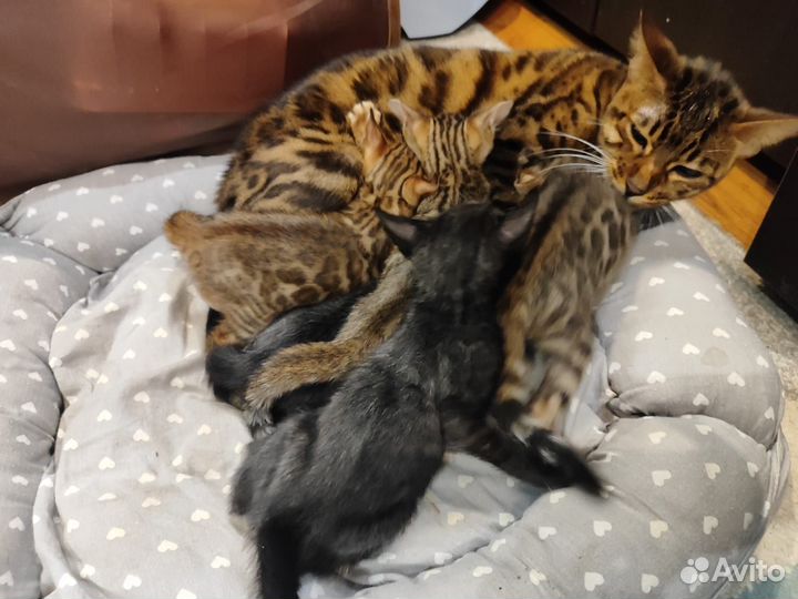 Бенгальские котята