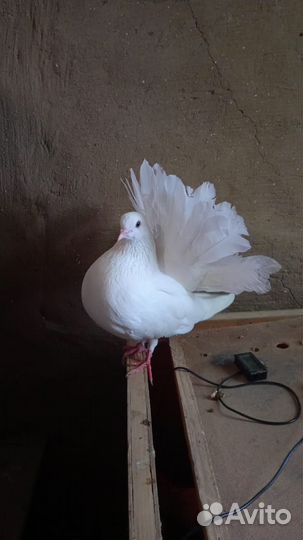 Продам голубей павлины