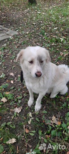 Отдаю двух собак в добые руки