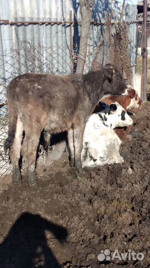 Телята бычки отпоенные молоком