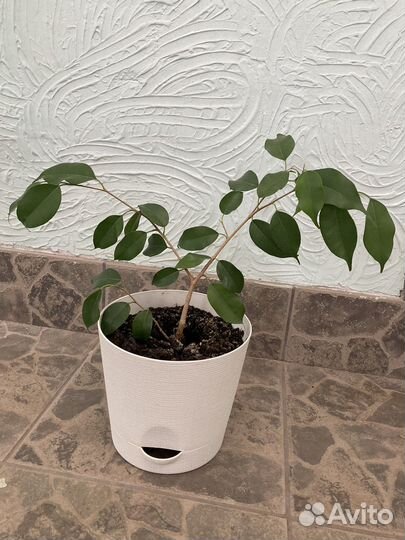 Комнатные растения