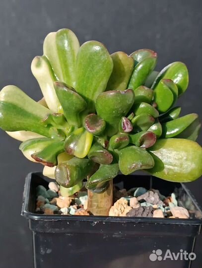 Крассула, Crassula Gollum yellow variegata