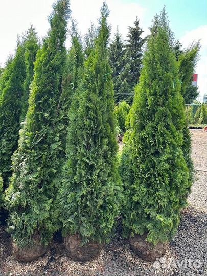 Туя смарагд из питомника