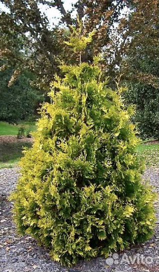 Туя западная Ауреоспиката или золотистокончиковая
