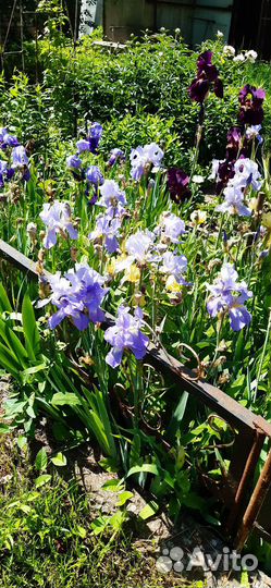 Ирисы цветы