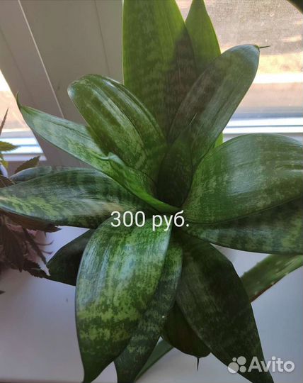 Комнатные цветы