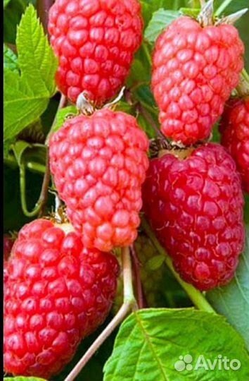 Саженцы малины