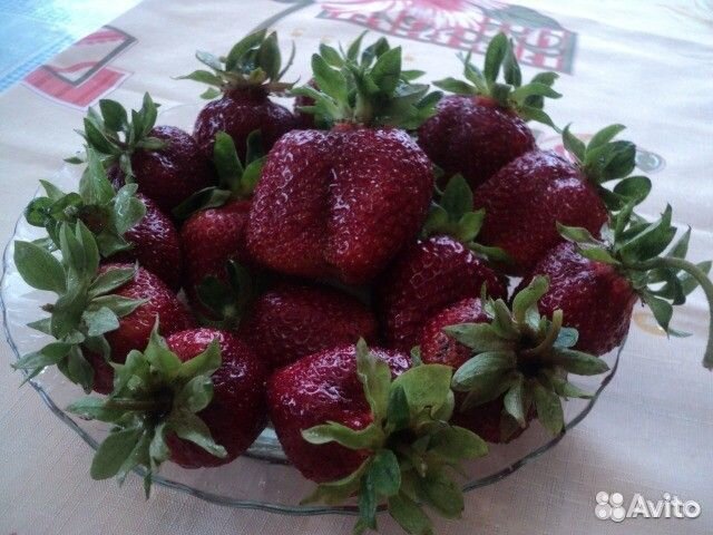 Клубника. Рассада Купчиха Кардинал Альба Эльвира