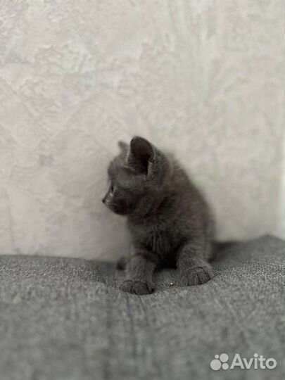 Заберите своего друга Бесплатно Котята ищут дом