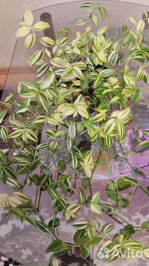 Традесканция Yellow Hill