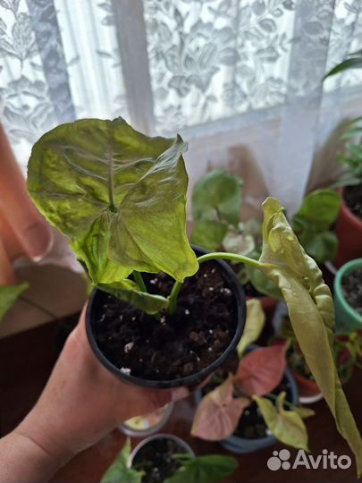 Сингониумы сортовые