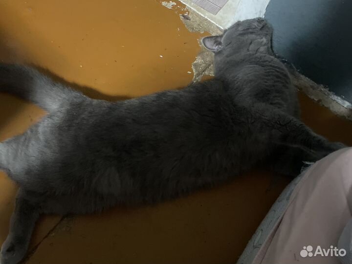 Британский кот для вязки
