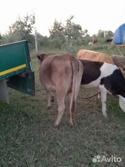 Телята, швицкая бычки