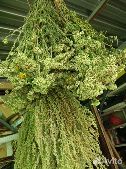 Целебные травы