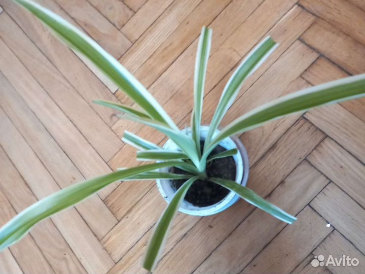 Комнатные цветы разные