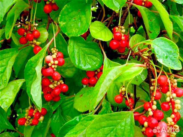 Саженцы лимонника