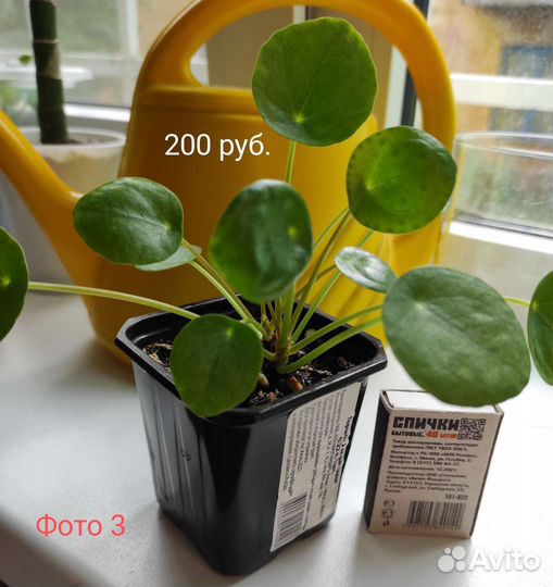 Пилея пеперомиевидная