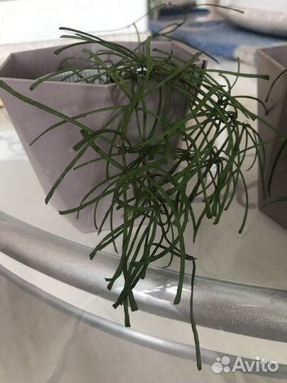 Продам хойю ретуза