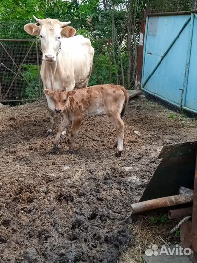Корова дойная с теленком