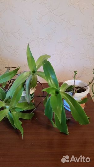 Алоэ, Каланхоэ, Золотой ус