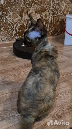 Ласковые девон-рексики