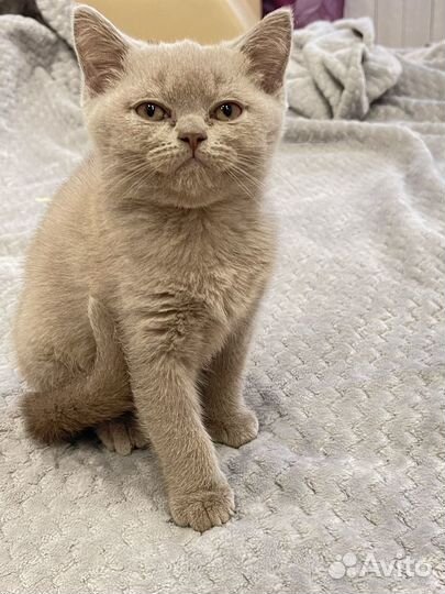Британский котёнок мальчик