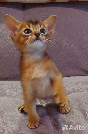 Абиссинские котята