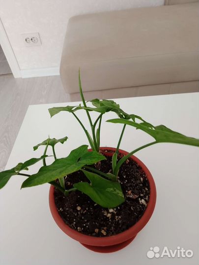 Сциндапсусы и сингониумы