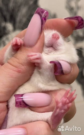 Крысята Дамбо. Редкие окрасы. Крыса Дамбо. Питомни