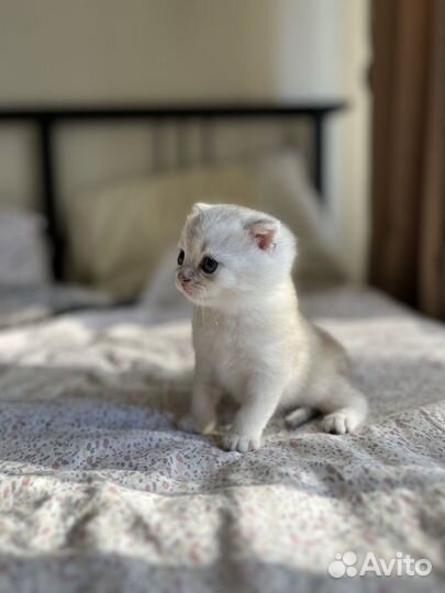 Шотландские котята