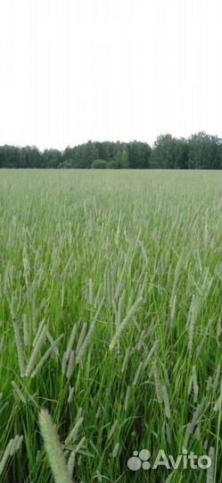 Продам тимофеевку луговую