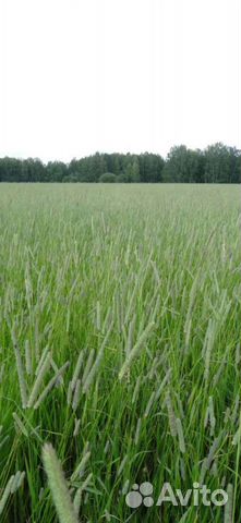 Продам тимофеевку луговую