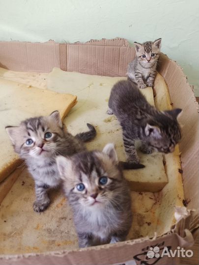 Котята в добрые руки