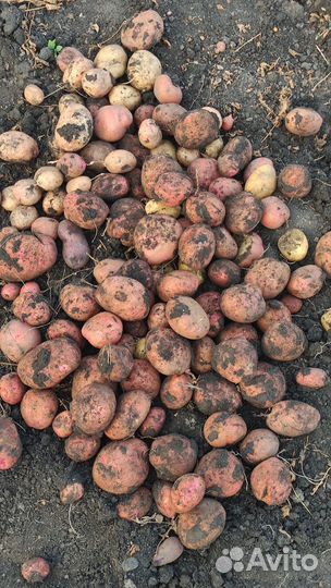 Продам картофель