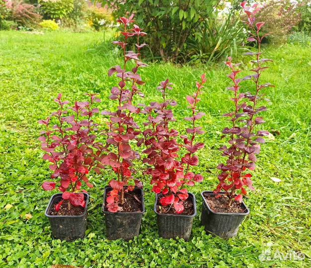 Саженцы спиреи, барбариса