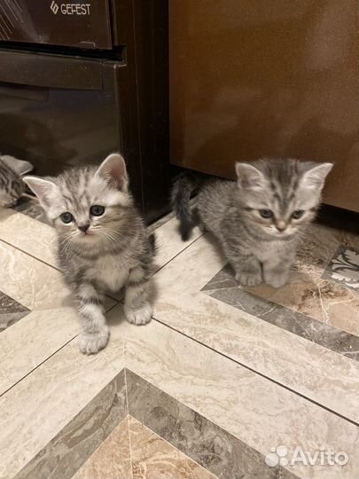 Шотланская