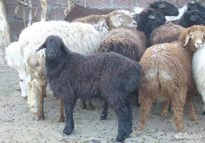Овцы бараны