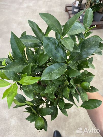 Цитрофортунелла Лимон штамбовая