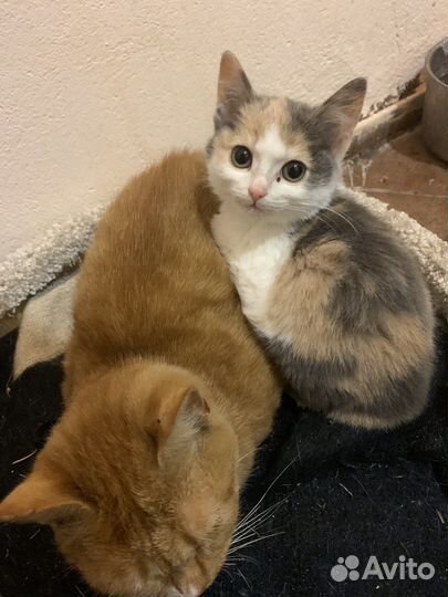 Котята в добрые руки бесплатно