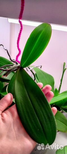 Орхидея фаленопсис бабочка