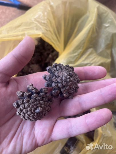 Шишки сосновые