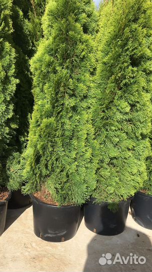 Туя саженцы