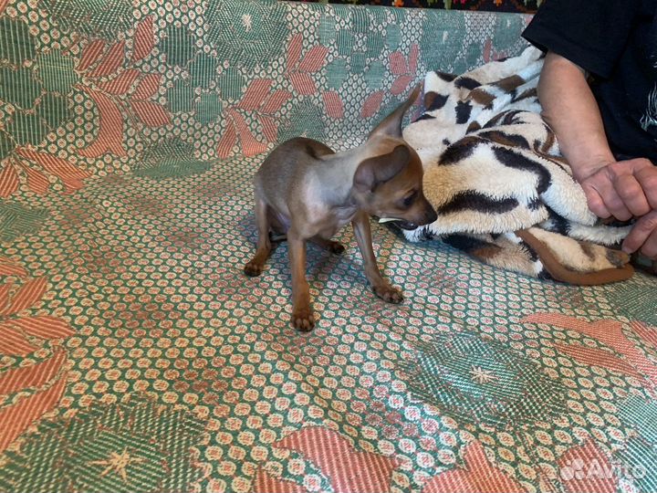 Той-терьер мини девочка