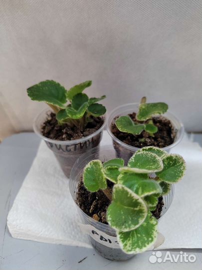 Детки сортовых фиалок