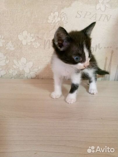 Кошки в добрые руки