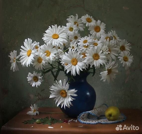 Ромашка многолетняя