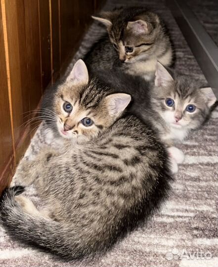 Котята от Британской кошки