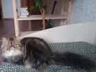 Персидский кот, вязка объявление продам